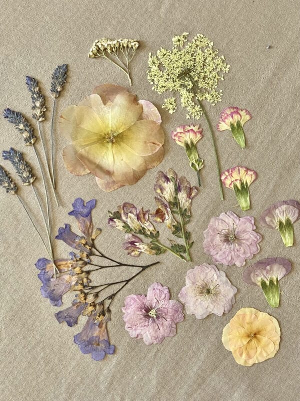 Pack Flores Prensadas - Rosado, morado y amarillo - Imagen 2