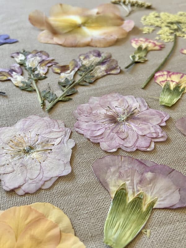 Pack Flores Prensadas - Rosado, morado y amarillo - Imagen 3