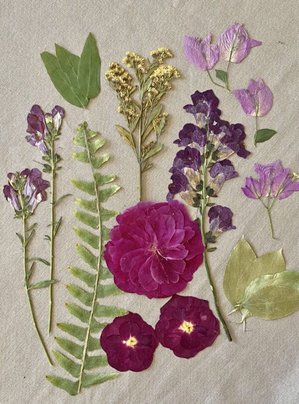 Pack Flores Prensadas - Morado y verde - Imagen 3