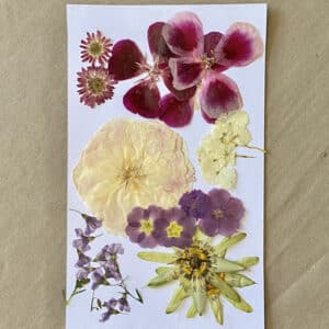 Pack Flores Prensadas - Blanco, morado y verde