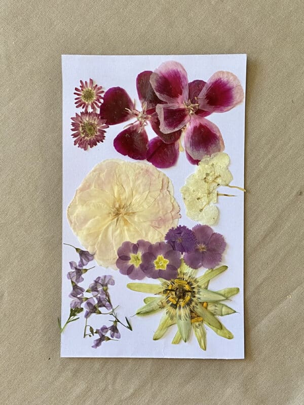 Pack Flores Prensadas - Blanco, morado y verde