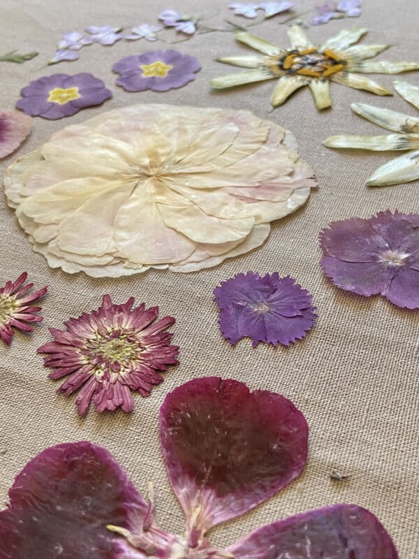 Pack Flores Prensadas - Blanco, morado y verde - Imagen 2