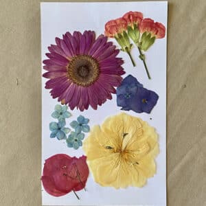 Pack Flores Prensadas - Amarillo, rojo y azul 2