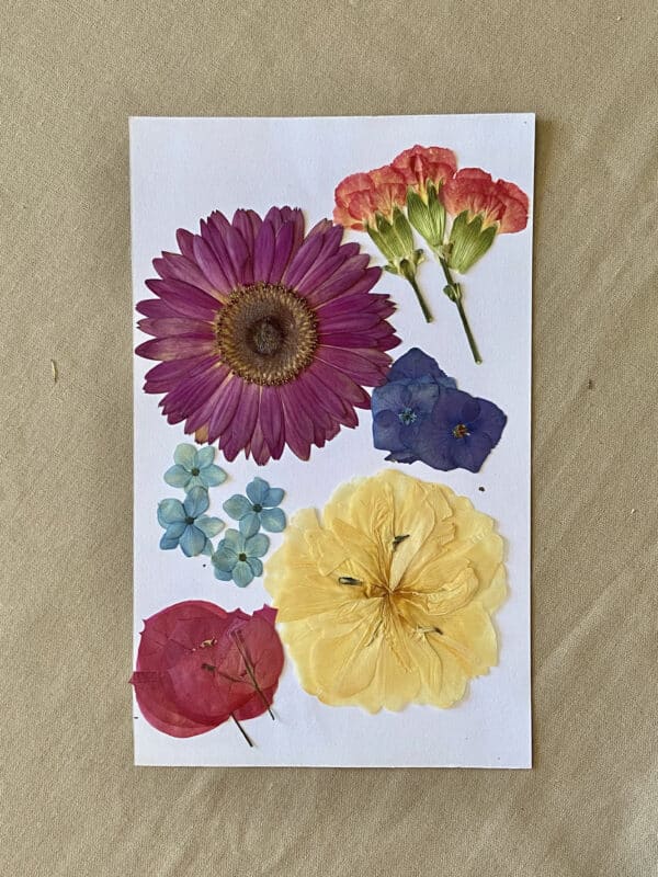 Pack Flores Prensadas - Amarillo, rojo y azul 2