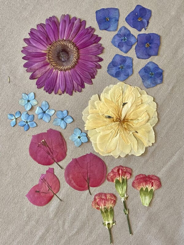 Pack Flores Prensadas - Amarillo, rojo y azul 2 - Imagen 2