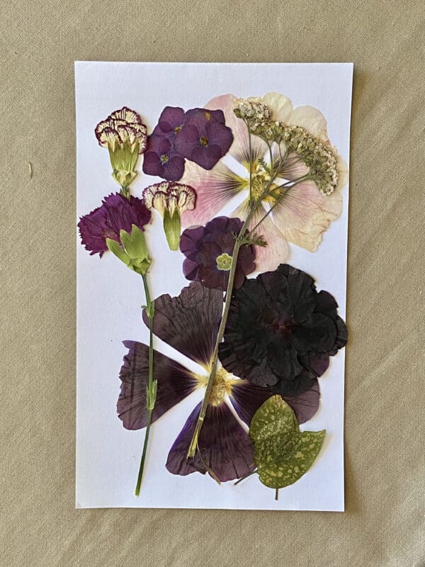 Pack Flores Prensadas - Morado y blanco