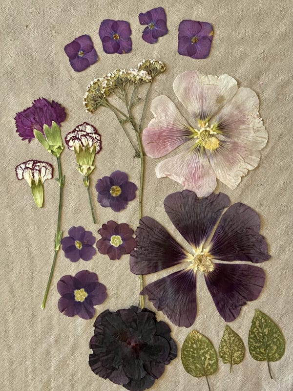 Pack Flores Prensadas - Morado y blanco - Imagen 3