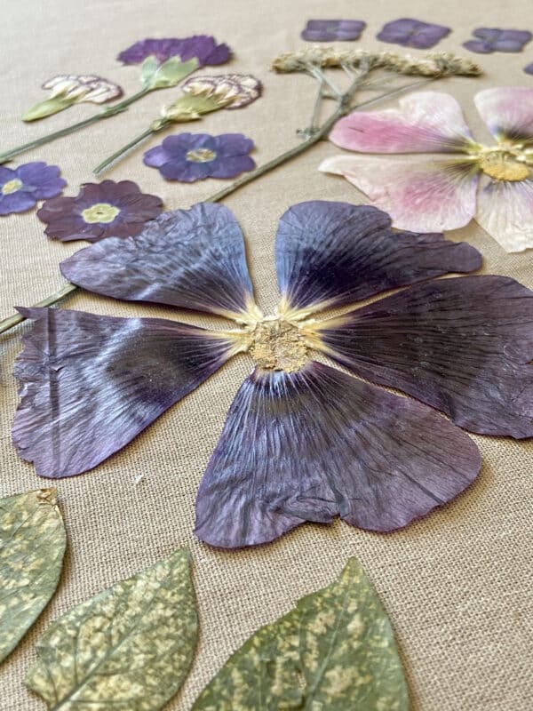 Pack Flores Prensadas - Morado y blanco - Imagen 2
