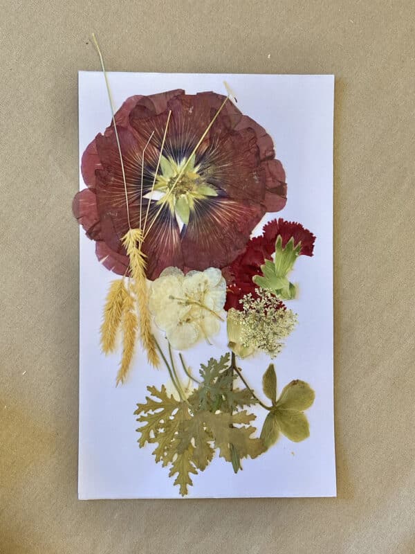 Pack Flores Prensadas - Rojo y blanco