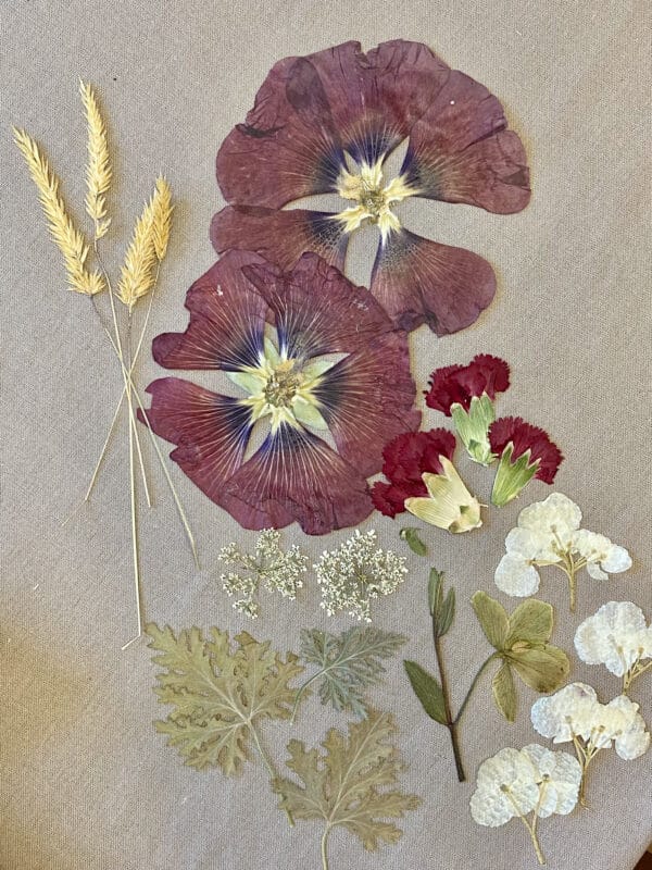 Pack Flores Prensadas - Rojo y blanco - Imagen 2