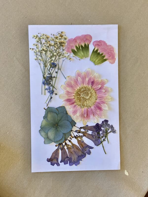 Pack Flores Prensadas - Azul y rosado