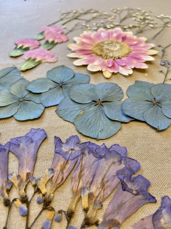 Pack Flores Prensadas - Azul y rosado - Imagen 3