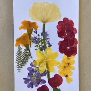 Pack Flores Prensadas - Amarillo, rojo, azul