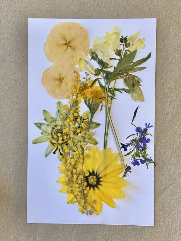Pack Flores Prensadas - Amarillo y azul