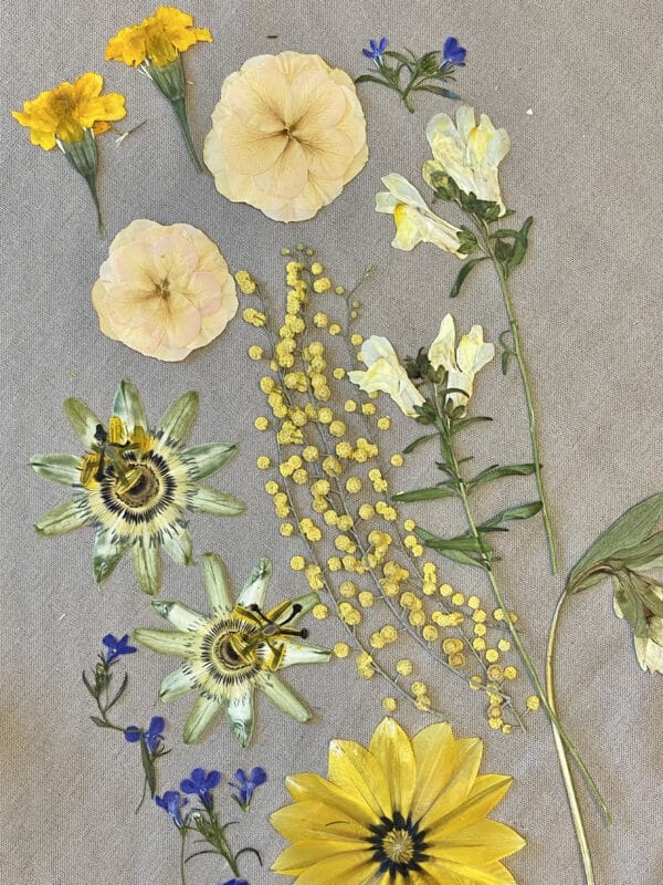 Pack Flores Prensadas - Amarillo y azul - Imagen 3